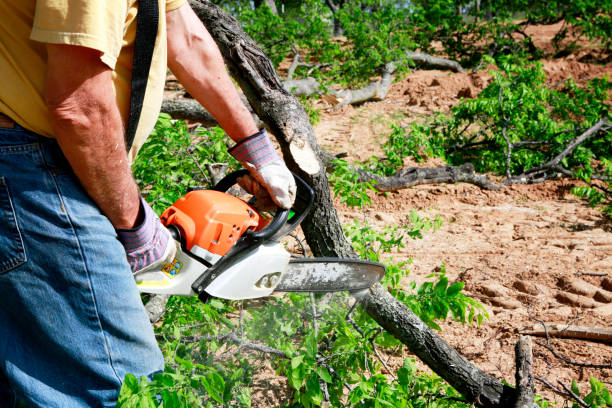 How Our Tree Care Process Works  in  Hillsboro, TX